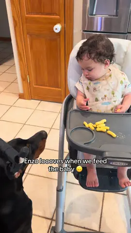 Learning our food manners! ##doberman##dog##puppy##food##meal
