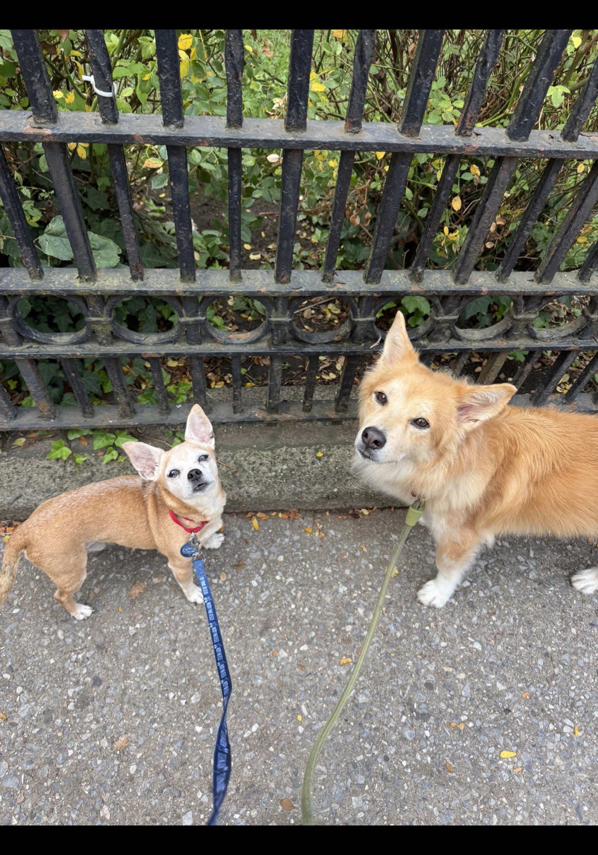 When your dog AND your foster dog absolutely hate the rain ☔️ @Muddy Paws Rescue @Animal Care Centers of NYC 