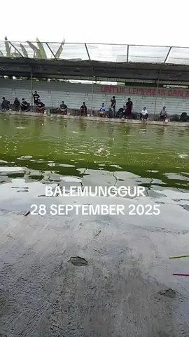 #kolam #kolam_galatama_bawal_balemunggur_klaten 