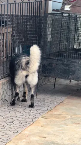 You want the best dog? Get a Caucasian shepherd. #fyp #dogsoftiktok #caucasianshepherd 