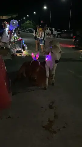 excited na sila sa pasko..  #cow  #christmas  #christmastiktok  