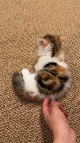 Lovely small kitten#creatorsearchinsights#cat#viralvide#fyp