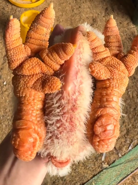 #factaisle​ #facts​ #shorts​ #history​ #lobster​ Most Handsome Chickin In De Warld ​ ​ ​  ​ ​ ​ ​   ​ 