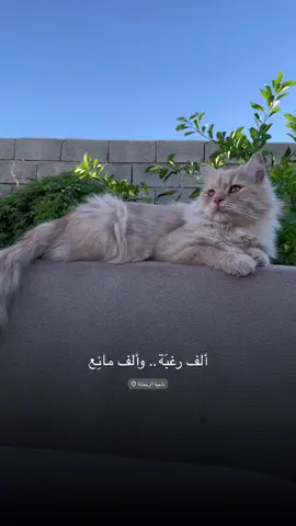 ب الأخير انهزم 😂😂 #قاسم_السلطان #تصويري_احترافي_الاجواء👌🏻🕊😴 #قطط #عبارات #اقتباسات #اكسبلور #cat #عباراتكم_الفخمه📿📌 #تصويري📸 #fyppppppppppppppppppppppp #الانبار_موصل_بغداد_اربيل_كل_المحافظات 