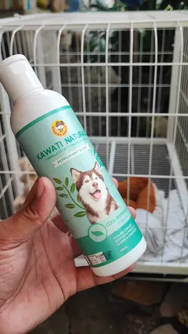 🐶✨ Fresh, healthy, at happy si furbaby mo with Doggies’ Choice Kawati Naturale Cool Peppermint Shampoo! ✔ May Madre de Cacao laban sa garapata at fungal infections ✔ Aloe Vera + Jojoba Wax para makinis at makintab ang balahibo ✔ Cooling peppermint scent na amoy presko buong araw 👉 Kung mahal mo si doggie, bigyan mo siya ng shampoo na subok at safe 💯 🛒 Add to cart na bago maubusan! #fyp #dog #dogsofttiktok #dogshampoo #doggrooming  tiktok affiliate  engagement is the key dog shampoo product you must buy