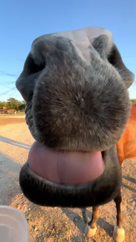 @Talos 🌕🐀 λ 📋🚸 horse-chata for honse  #horses #horse #horsetok #fyp #foryou 