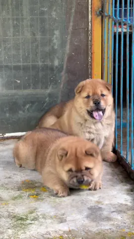 Nhìn chó gì 🐶 🐶🐶