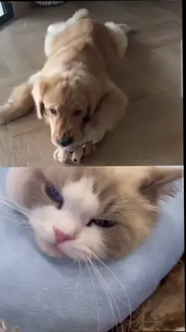 #ချစ်လိုက်ဒါ🐶🐱🫶🏻🤍#ရောက်ချင်တဲ့နေရာရောက်👌 #ရောက်စမ်းfypပေါ် 