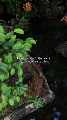 …#tamtrang #story 