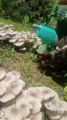 Hái nấm 🍄 Cùng Mình Nào 😋😋 #ĐặcSảnThiênNhiên 
