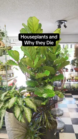 This is just for laughs! I’ve observed in my time of houseplant education that most folks prefer to blame the plant for its own demise rather than own up for improper care, learn from the mistakes, and do better next time…or at least try to. This is the fastest way to the green thumb of your dreams, although it doesn’t always feel good. #plants 