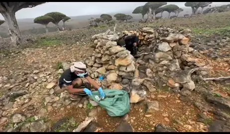 #سقطرىفي خطوة تعكس الوعي البيئي وروح المبادرة المجتمعية (جمعية الحفاظ على شجرة دم الأخوين والشعر السقطري) نفذت اليوم، حملة نظافة واسعة في منطقة دكسم.