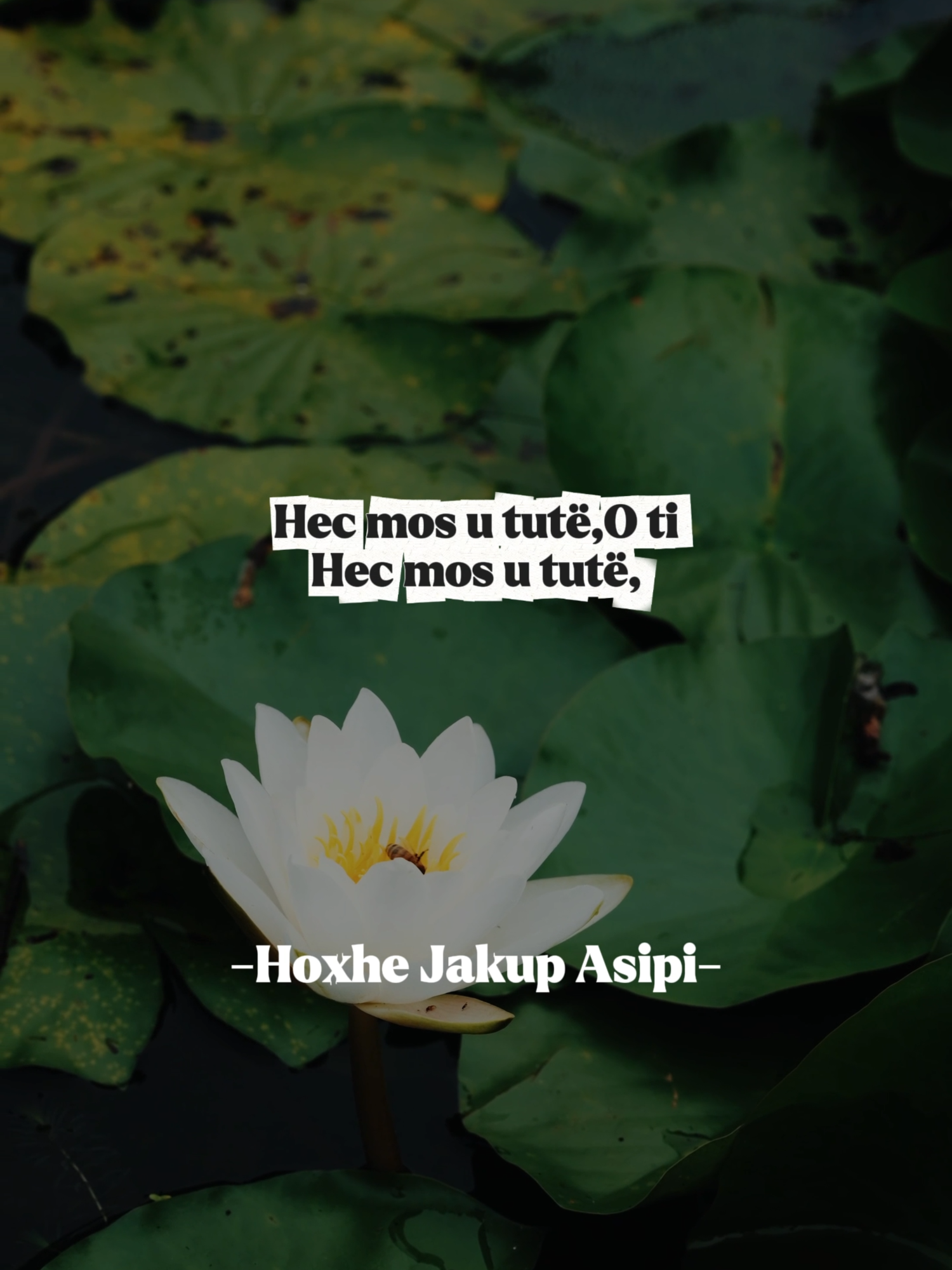 Hoxhë Jakup Asipi - Fallxhorët  #fyp #quran #muslim #islam #shqip #mullajakupi #jakupasipi #hoxhejakupasipi #fup #viral #fyr #islamic_video