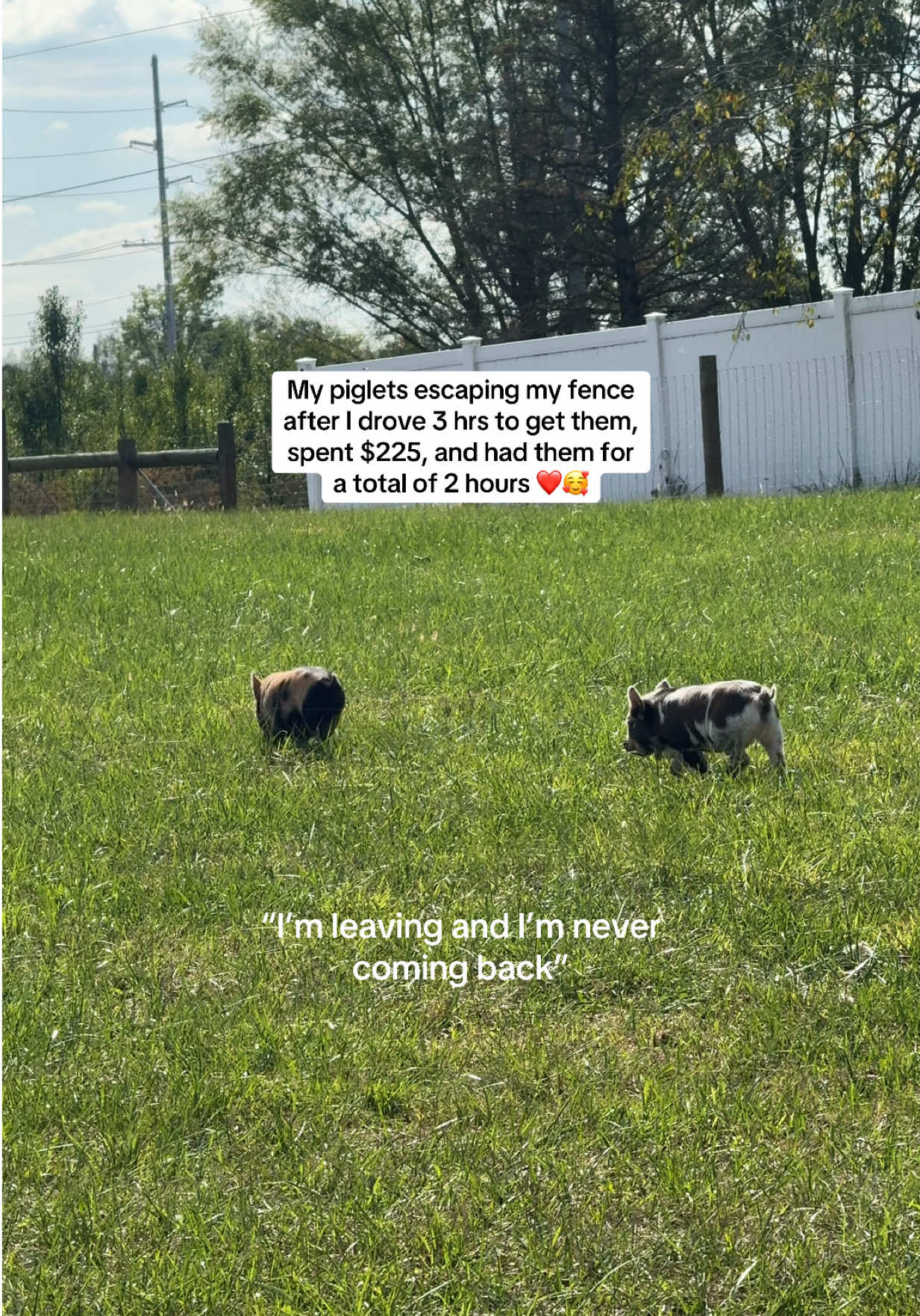 After a stressful evening they ended up coming back this morning to the watermelon we put out 🙃 #pigs #piglets #farm #farmlife 