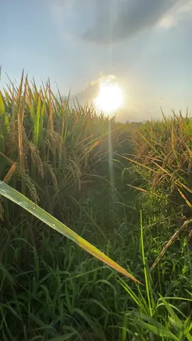 “Sawah vibes”🌾🌾🌾 #pemandangansawahhh🌾 #asthetic  #fypage  #viraltiktok #sawahbali 