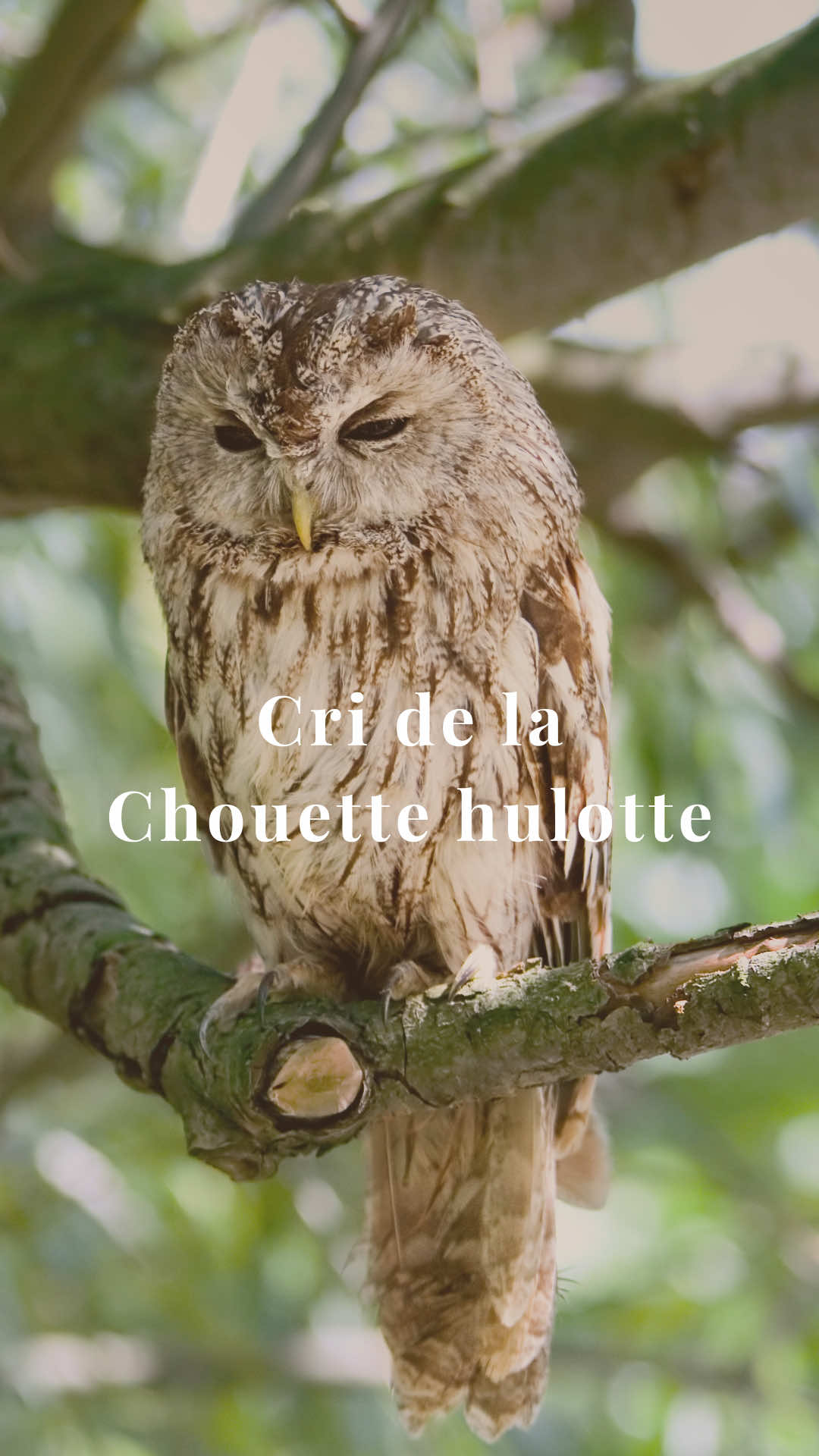 🦉 La Chouette hulotte, c’est LA voix emblématique de nos forêts la nuit !  Rapace nocturne commun en Europe, il n’y a pas de dimorphisme sexuel marqué chez cette espèce : mâle et femelle se ressemblent comme deux gouttes d’eau (même si la femelle est souvent un peu plus costaude) !  La femelle de la Chouette hulotte peut hululer aussi ( surtout en interaction ou en duo avec des caractéristiques acoustiques différentes (plus courtes, plus rauques) )mais ce n’est pas le cri territorial le plus typique d’elle ; le “hou-hou” est majoritairement documenté comme le chant caractéristique du mâle ➡️ Galeotti, P. (1998), Correlates of Hoot Rate and Structure in Male Tawny Owls :  💡 Si tu connais quelqu’un qui ne connaît pas ce chant, envoie-lui cette vidéo ! Images : Manon Béréhouc  Hulotte sur fond noir : Image libre de droit  #faunesauvage #chouettehulotte #faune 