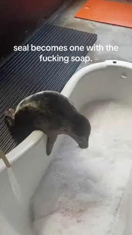 what if the soap becomes one with the seal..? #spirituality #seafood 