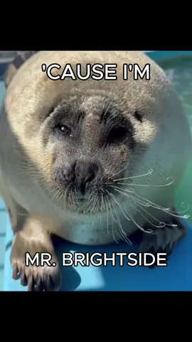 mr. brightside is genuinely a top 5 song of all time  #seal #sealtok #brightside #mrbrightside #edit