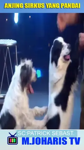 ANJING SIRKUS #fy #video #interesting 