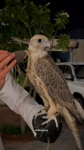 عوضك بغيابي ..  الله يبارك لك ابو هيا @ابوهيا 🦅  #السعودية #حايل #اكسبلورexplore #fyp #explore 