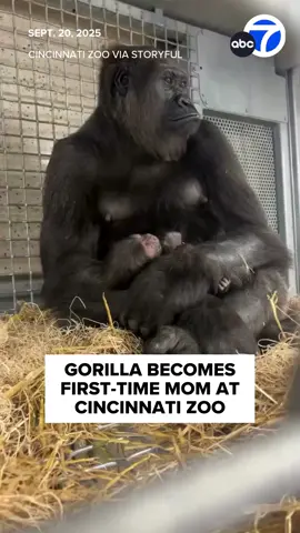 Congratulations, Gladys, on your new baby boy! The 12-year-old gorilla became a first-time mother after giving birth last weekend. This is Gladys’ first baby and the 51st gorilla born at the Cincinnati Zoo & Botanical Garden.
