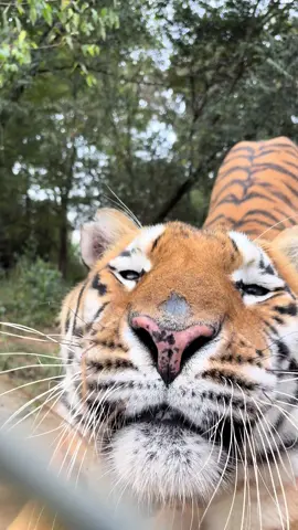 Naveen is a social tiger, and he often greets visitors with a chuffle. We will never tell you he’s friendly though. He’s only excited to see us because we stay on our side of the fence and don’t enter his territory. #tiger #sanctuary #predatorsnotpets #pittsboronc #chathamcountync