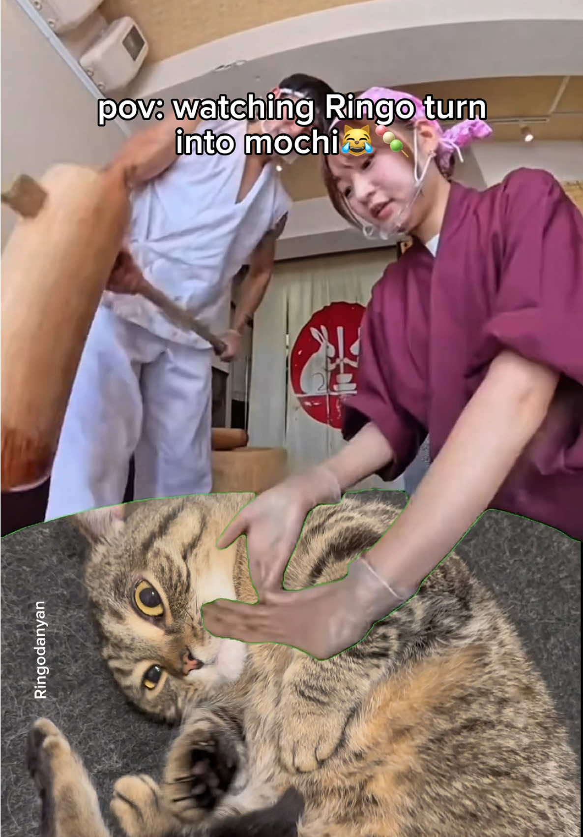 Making Ringo mochi🍡 #cute #cat #catsoftiktok 