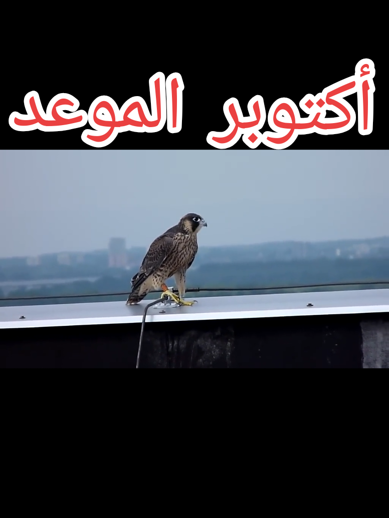#ماشاء_الله #علي_الموعد #شواهين #اكتوبر #هجرة 