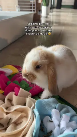 p’tit cœur 🥺 #bunny #lapinbelier #lapine #foryou #pourtoii 
