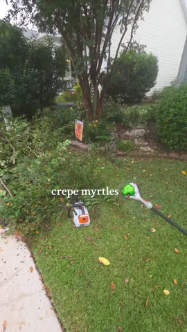 crepe myrtles pruning 🌳  #tree #trees #fyp #foryoupage #trending 
