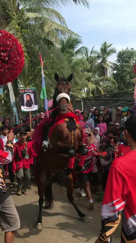 jatiwangsan#T.m stable#kudajingkrakpurworejo 