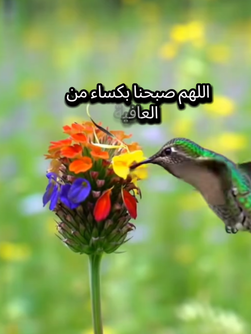 دعاء #دعاء #اكسبلور #aleisaei_1 #اكسبلور  #اللهم_صلي_على_نبينا_محمد 