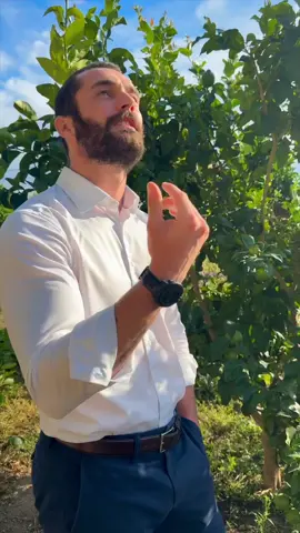 Il n’y a pas que les mangues dans la vie. Il y a le citron de Menton aussi 🍋 !