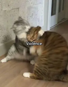 It's the solution #fyp #funny #meme #cat #georgieebom 
