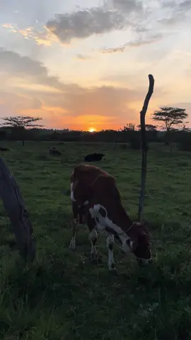 A slow Sunday! But the #sunset is worth dying for! #farmlife #calf 