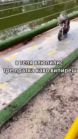 #крутой #обезьянка #бибизяны 