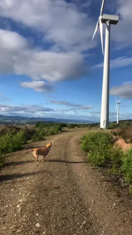Think there’s a strong tail wind! 🤣🐶 #labrador #dogtok #funny #fyp #Scotland 