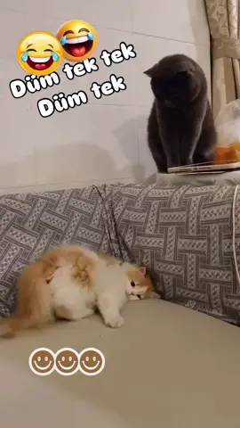 🤣🤣🤣💃💃💃💃