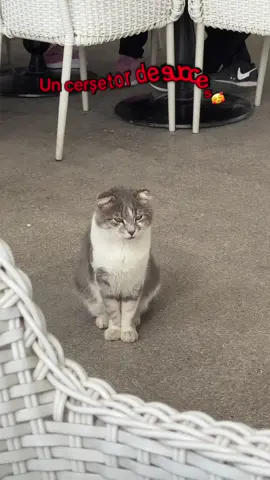 Un cerșetor de succes! Se vede pe el  🥰😅 #foryoupage❤️❤️ #catsoftiktok #pisicifarastapan #pisicavagaboanta #staredebine 