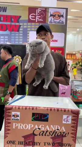 Kontes kucing di palembang 