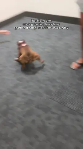 Parkour level expert unlocked by this pup 🐶😂 #FunnyDogs #DogParkour #DogLife #SillyPups #DogComedy 