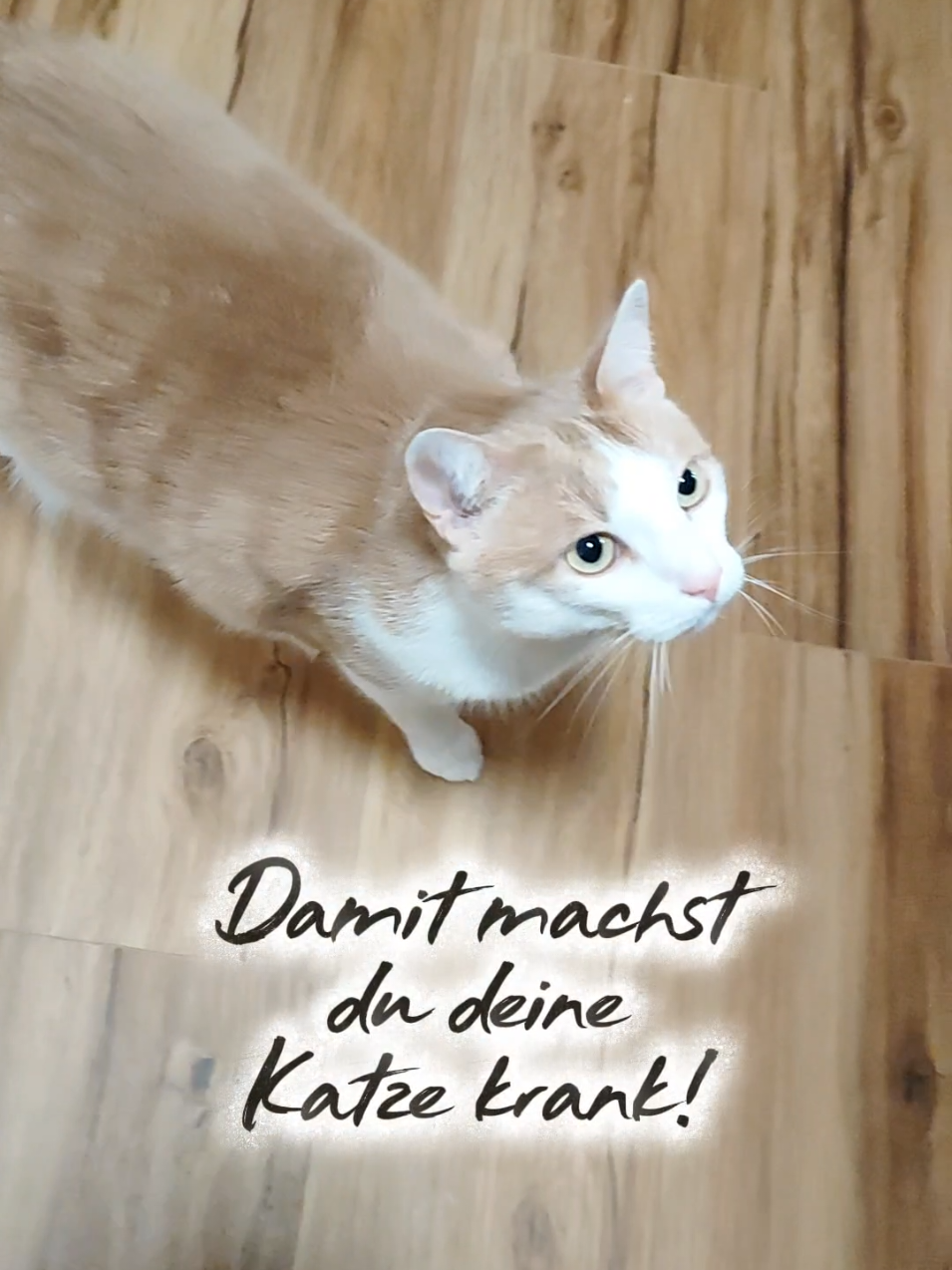 Füttere deine Katze niemals nur zweimal täglich 🙏🏼💖🐾🫣#katze #katzenvideos #katzen #katzenwissen #katzenliebe 