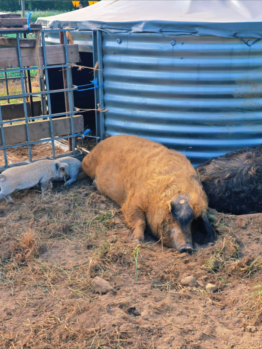 Aici ai posibilitatea să ai acces in propriile lor sere, grădini și sa  culegi ce îți dorești.  Azi am luat roșii,  cartofi, ardei iute și dovlecei.  Mai aveau ouă,  ceapă, praz, tot felul de dovleci nuci, mere. Poți manca o pizza la foc de lemne , grătar, dulciuri de casă,  suc de mere, miere plus băuturi răcoritoare.  Se poate da comanda si de colete de carne. Toate produsele 100% bio fara pesticide sau alte tratamente exact ca la țară la bunici. 