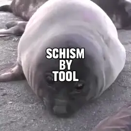 schism by tool for @⛦⃝taylor🜏 and @Vale  #seal #sealtok #tool #schism #lyrics 