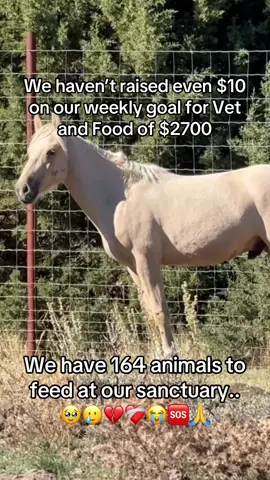 We haven’t raised even $10 on our weekly goal for Vet and Food of $2700 #animalsoftiktok #horsesofinstagram #wildhorses #savehorses #horsesoftiktok 