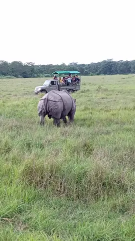 #Chitwan_National_Park_Nepal🇳🇵  #Jeep_Safari 2082-september 29open #wildlife_lovers  #Chitwan_Sauraha  #Nature_Adventure_Tour  +9779845324278 
