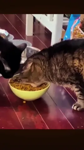 cat funny’s fighting for food🤣🤣🤣😂😂😂😅😅😅😛😛😛😜😜😜🐈🐈🐈‍⬛🐈‍⬛…. #catsoftiktok #catfight #catfood #funnyvideos #funnycats 
