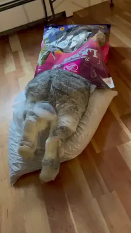 #♥️🐰🐇 