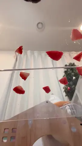 #♥️🐰🐇 