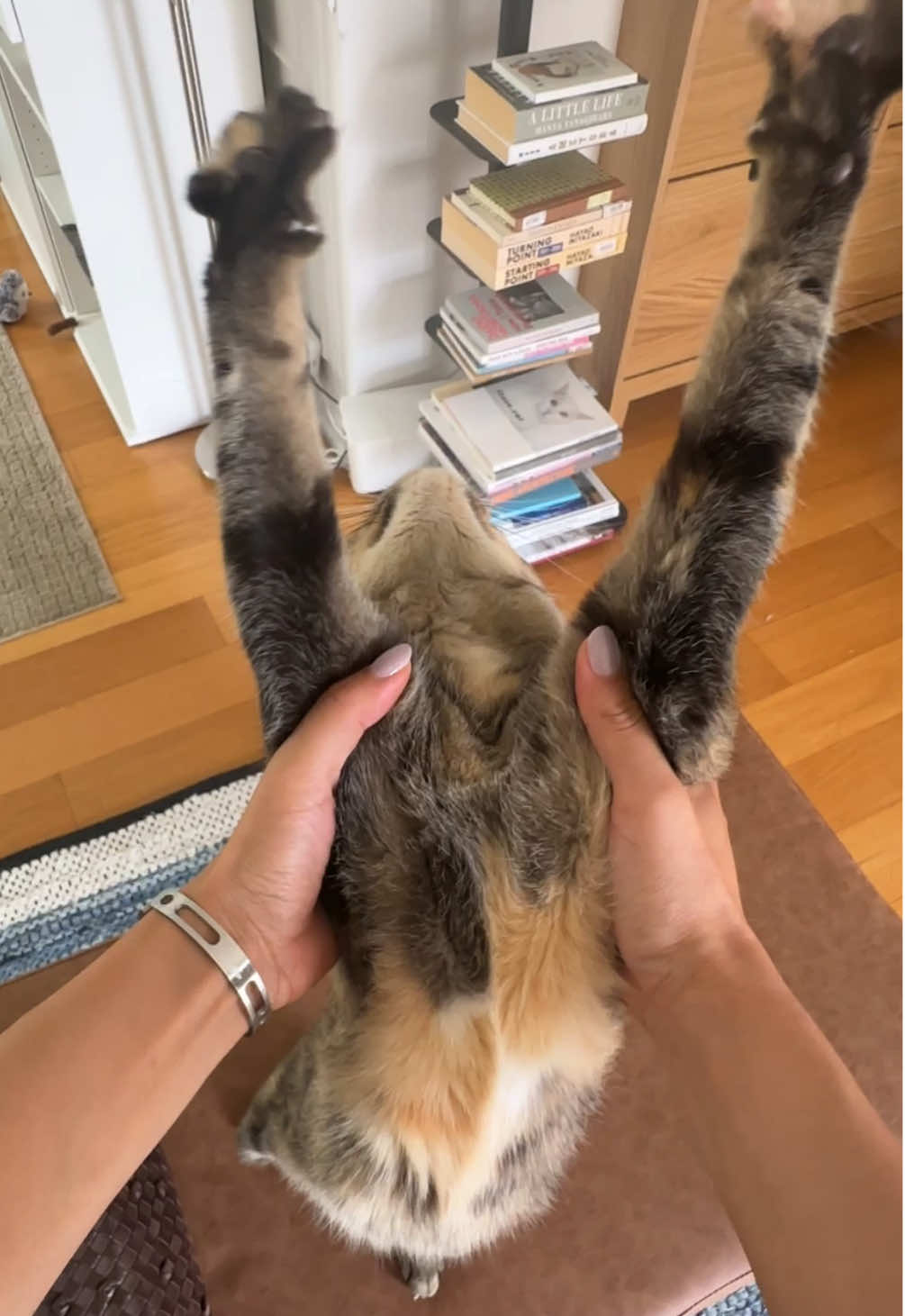 Almost forgot to stretch her today #catsoftiktok 
